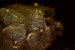 Lasiobolus intermedius