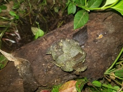 Lasiobolus intermedius