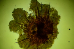 Lasiobolus intermedius