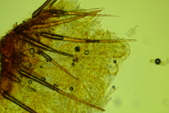 Lasiobolus intermedius