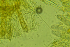 Lasiobolus intermedius