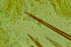 Lasiobolus intermedius