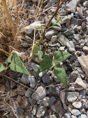Phaseolus acutifolius acutifolius
