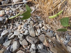Phaseolus acutifolius acutifolius