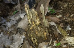 Sphaerosporium lignatile