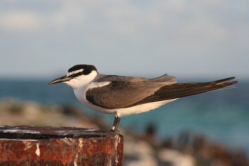 Grey-backed Tern