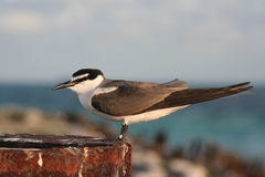 Gray-Backed Tern photo 5