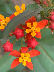 Asclepias curassavica