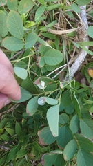 Dendrolobium umbellatum