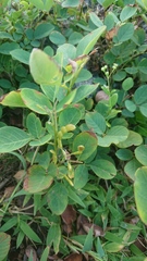 Dendrolobium umbellatum