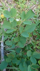 Dendrolobium umbellatum