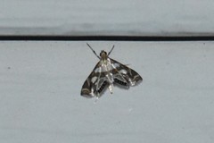 Chrysendeton medicinalis