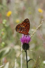 Speyeria nokomis