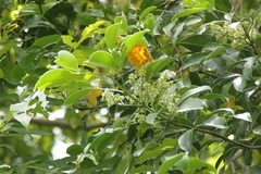 Melicope lunu-ankenda