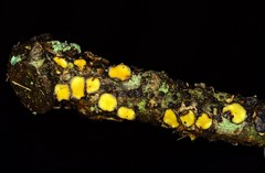 Coccomyces triangularis