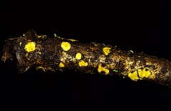 Coccomyces triangularis