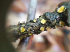Coccomyces triangularis