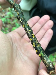 Coccomyces triangularis