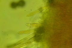 Coccomyces triangularis