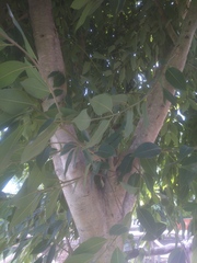 Prunus serotina salicifolia
