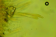 Coccomyces triangularis