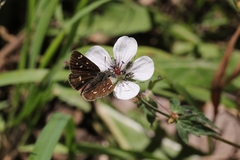 Piruna polingii