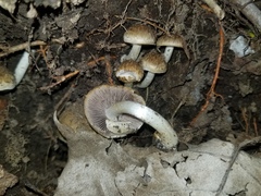 Cystoagaricus subamarus