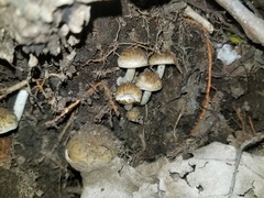 Cystoagaricus subamarus