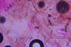 Cystoagaricus subamarus