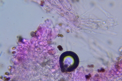 Cystoagaricus subamarus