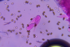 Cystoagaricus subamarus