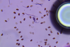 Cystoagaricus subamarus