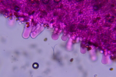 Cystoagaricus subamarus