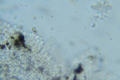 Cystoagaricus subamarus