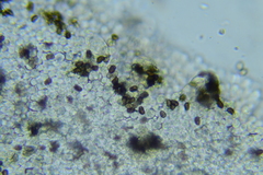 Cystoagaricus subamarus