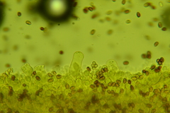 Cystoagaricus subamarus