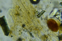 Cystoagaricus subamarus