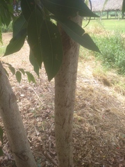 Prunus serotina salicifolia