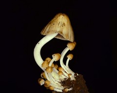 Britzelmayria multipedata