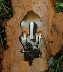 Britzelmayria multipedata