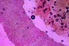 Britzelmayria multipedata