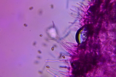 Britzelmayria multipedata