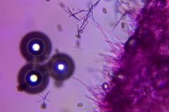 Britzelmayria multipedata