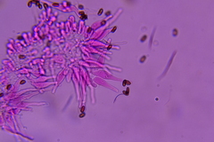 Britzelmayria multipedata