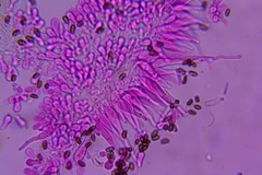 Britzelmayria multipedata