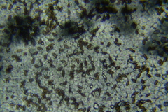 Britzelmayria multipedata