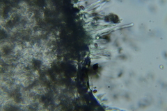 Britzelmayria multipedata