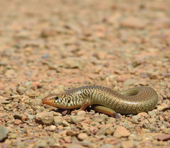 Many-Scaled Cylindrical Skink photo 5