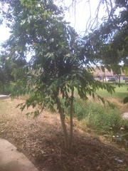 Prunus serotina salicifolia