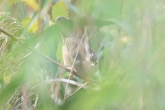 Helopsaltes certhiola